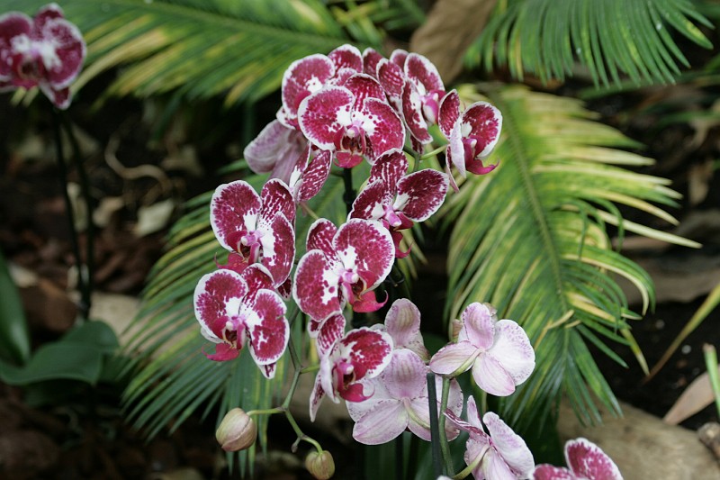 Fotoclubje Blijdorp 2008-155.jpg